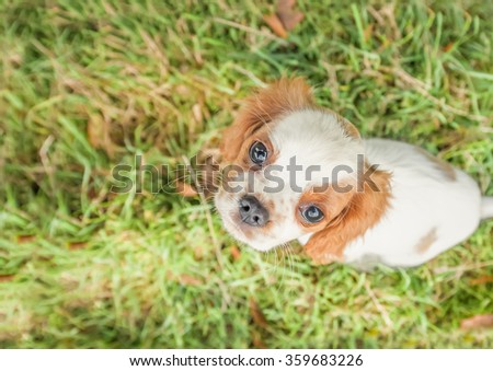 closeup of a spaniel puppy face