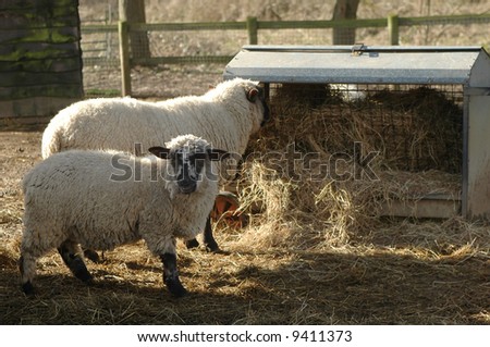 sheep feeding from a farmyard trough