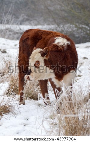 young female cow in a wintry field (one of a series of pictures featuring cattle and horses in snow)