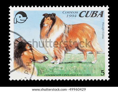 CUBA - CIRCA 1994: mail stamp printed in Cuba featuring a pedigree Rough Collie dog, circa 1994