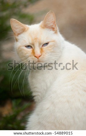 beautiful white birman point cat with mysterious blue eyes - *shallow d.o.f