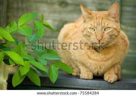 beautiful red tabby cat sitting in the shade of garden foliage