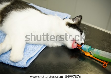 pet cat under anesthetic at the vets