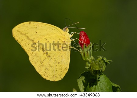 Yellow Sulfur butterfly on Turks Cap