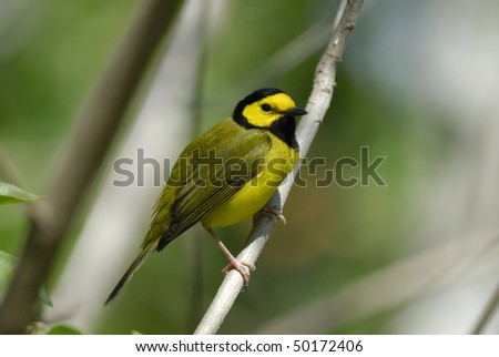 A yellow and black Hooded Warbler perched on a branch