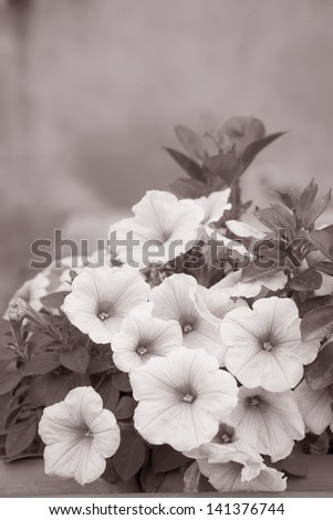 Close up of Violet Pansy Flowers in Black and White Sepia Tone