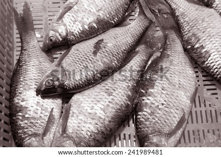 Fish Background - Central Market, Riga in Black and White Sepia Tone