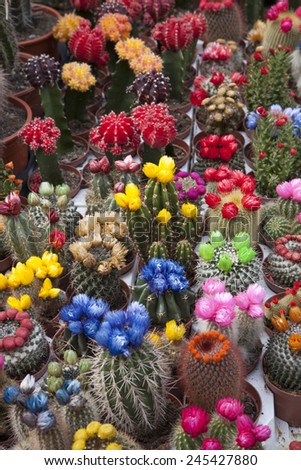 Cactus Flowers on Sale in Market Stall, Amsterdam