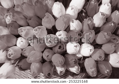 Tulips, Amsterdam; Holland; Netherlands in Black and White Sepia Tone