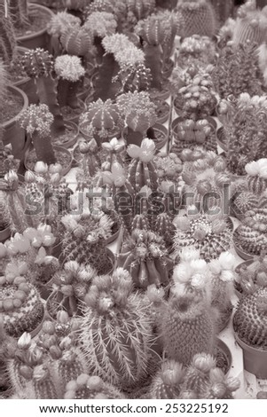 Cactus Flowers on Sale in Market Stall, Amsterdam in Black and White Sepia Tone