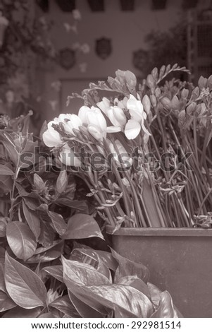 Flowers for Sale on Market Stall in St Marks Square, Venice, Italy in Black and White Sepia Tone