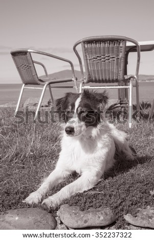 Collie Dog and Cafe Table and Chair; Waterville; County Kerry; Ireland in Black and White Sepia Tone
