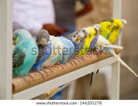 Colorful little parrots at the pet market