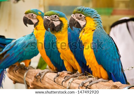 Parrots at the pet market