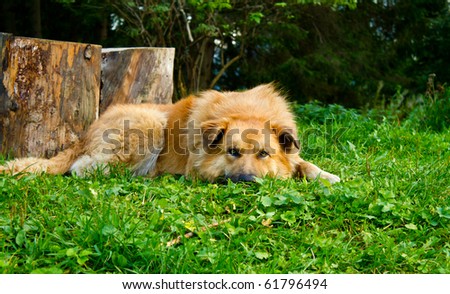 Big furry dog lying down in the woods