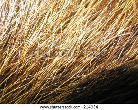 Wild-animals hair
