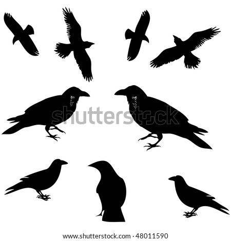 Raven, Crow And Other Bird Siluete Vector - 48011590 : Shutterstock Raven, Crow And Other Bird Siluete Vector - 48011590 : Shutterstock