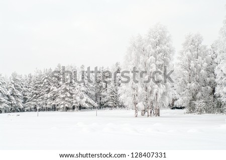 Snow covered white birches and evergreen pines in winter season