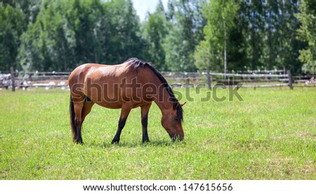One chestnut horse with black mane grazing in field. Copyspace. Wide picture