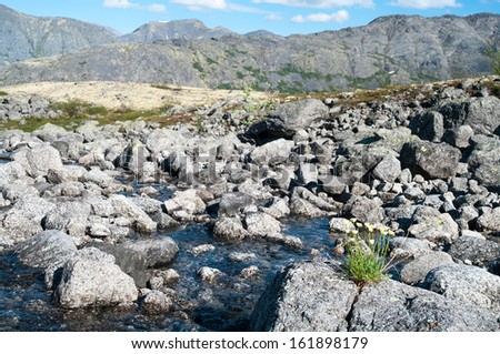 River flowing through the rocks in mountains. Flowers on stone
