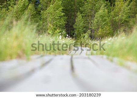 Low angle view of wooden planks goes to the distance to the evergreen forest