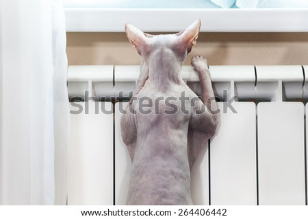 Hairless cat, sphynx, warming in the central heating radiator