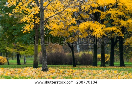 Two maple trees with fallen yellow leaves on green grass, early autumn