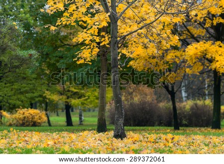 Maple trees with fallen yellow leaves on green grass, copyspace, early autumn