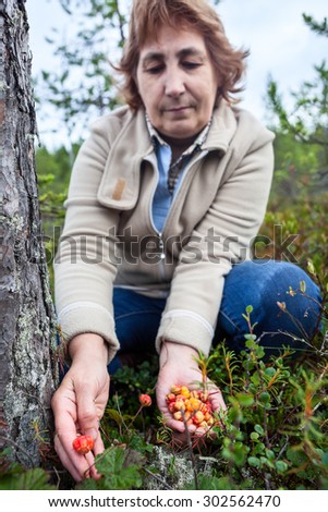 Hands of mature woman gathering fresh cloudberries at forest swamp in north