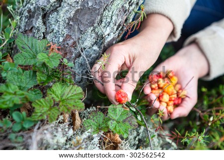 Female hand picking red ripe cloudberry from the green bush into palm