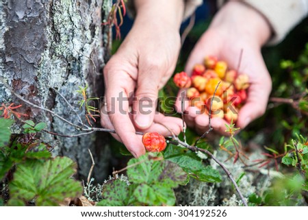 Female hand picking red cloudberry from the green bush