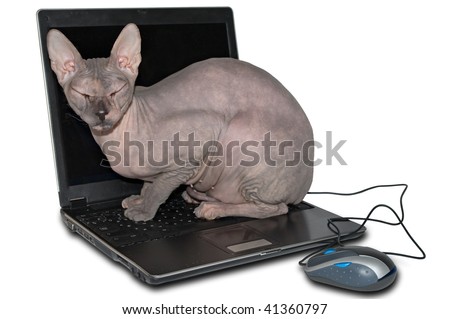 Naked Cat Sphinx And Portable Computer. Isolated On White 