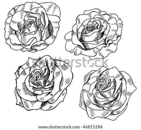 stock vector set of black and white rose sketches