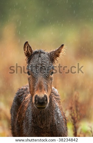 Horse and rain