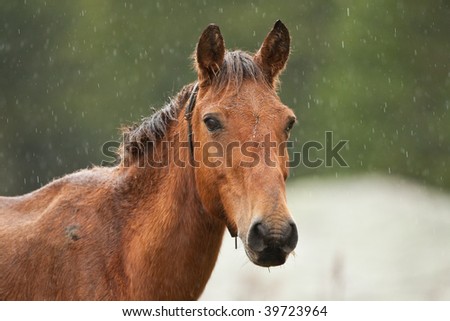 Horse in the rain