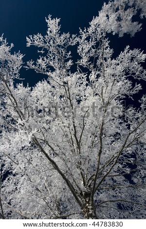 white frost branch