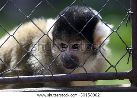 Lemur Cage