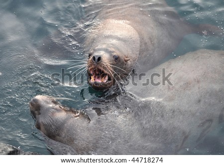 Two seals  in the water in Pacific ocean. Kamchatka
