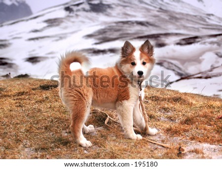 Icelandic sheep dog puppy