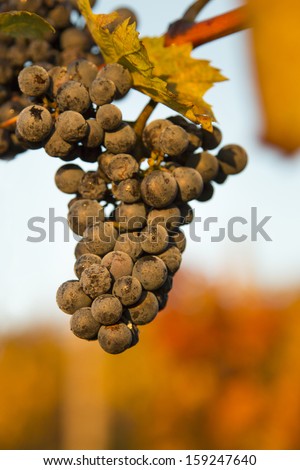 Vineyards at sunset in autumn harvest. Nature background with Vineyard. Wine concept. low depth of focus
