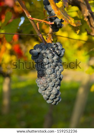 Nature background with Vineyard.Wine concept. low depth of focus