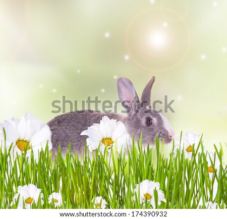 Easter baby rabbit with green grass, eggs and flower on natute background