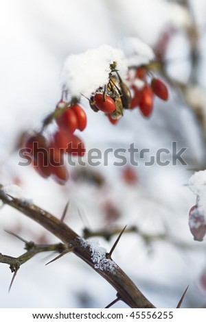 i have Red+barberry+bushes