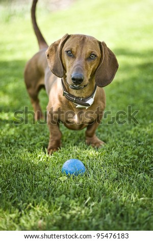 nosy brown dachshund with blue ball next to him