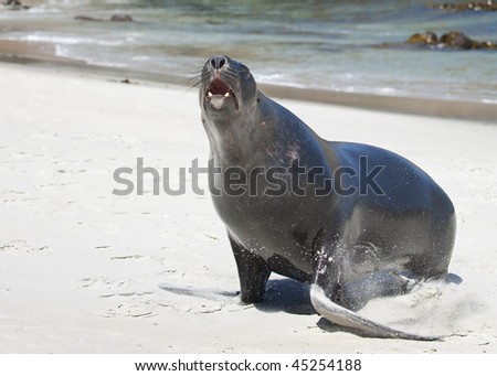 Hooker\'s Sea Lion on St Kilda Beach, New Zealand