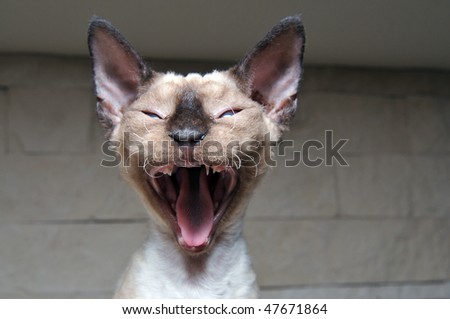 yawning Rex Devon cat