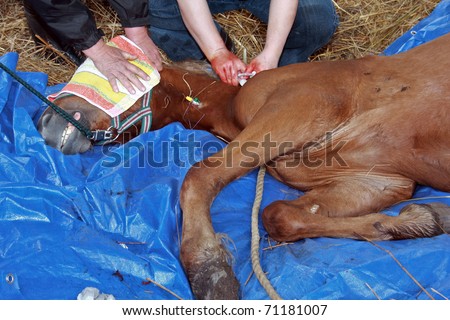 Human+Elastration+Video 72 kb jpeg male balls bosnia torture castrations elastration human ...
