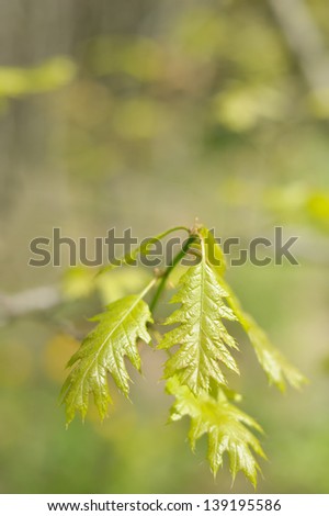 Young leaves on a branch of a small oak tree.