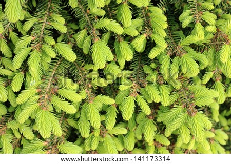 The plant texture - the young shoots of Fir.