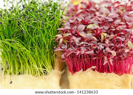 Cress varieties scarlet and rock chives on artificial substrate, close-up